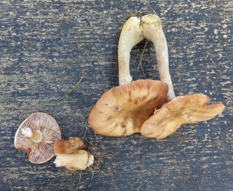 Armillaria cepistipes