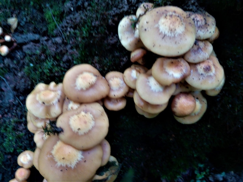 Ложная опята