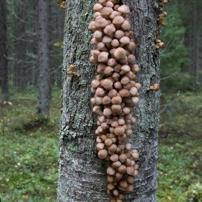 Гриб опёнок осенний