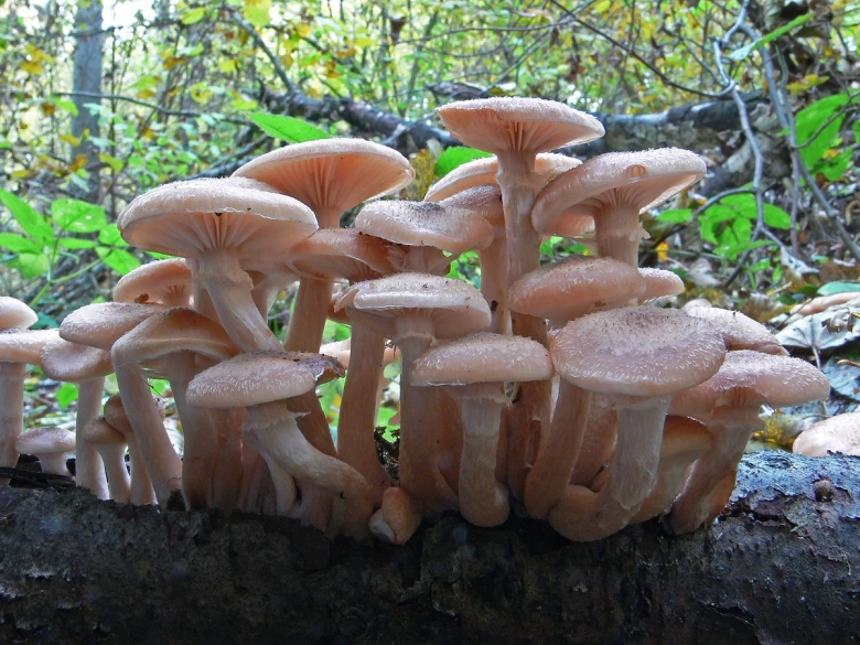 Опёнок Боровой