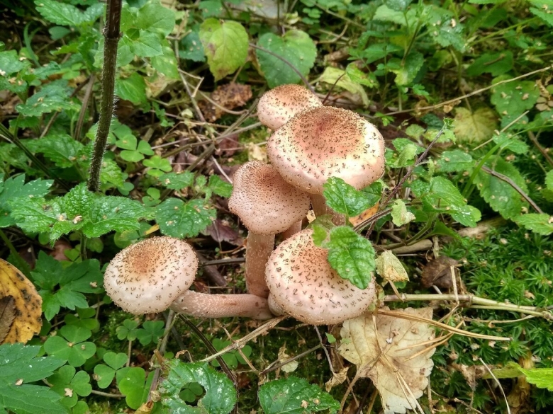 Опенок Луговой ведьмино