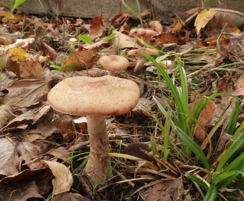 Armillaria cepistipes