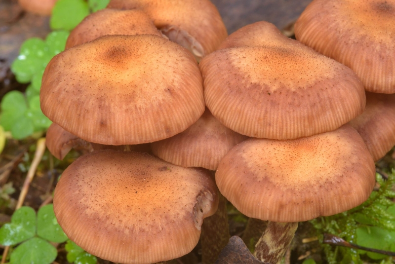 Опёнок осенний Галика