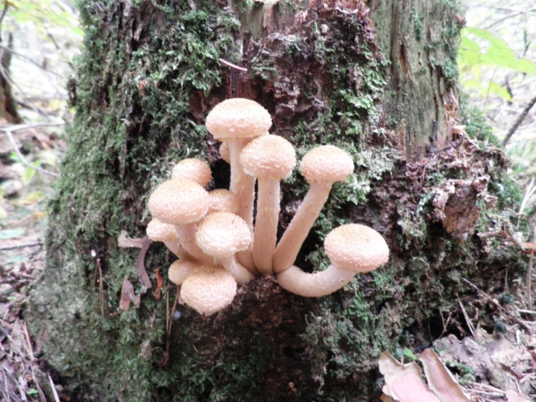 Опенок осенний луковичноногий