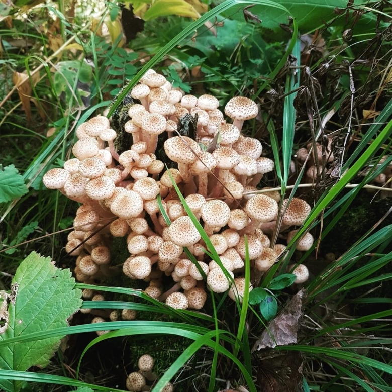 Опенок осенний луковичноногий