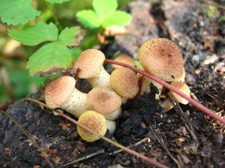 Как выращивают опята