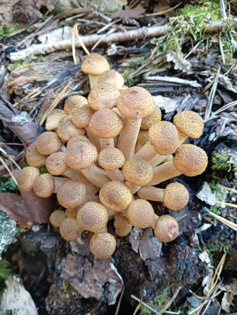 Полевые опята фото