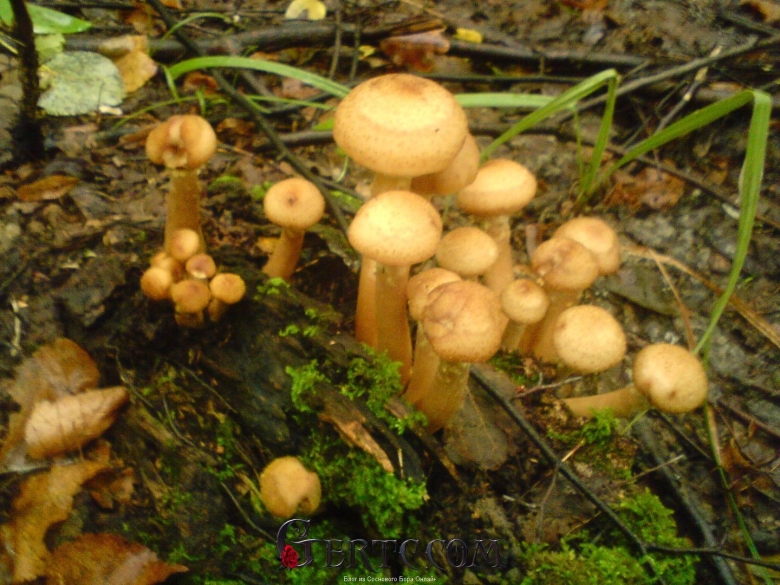 Осенние опята Ленинградская область