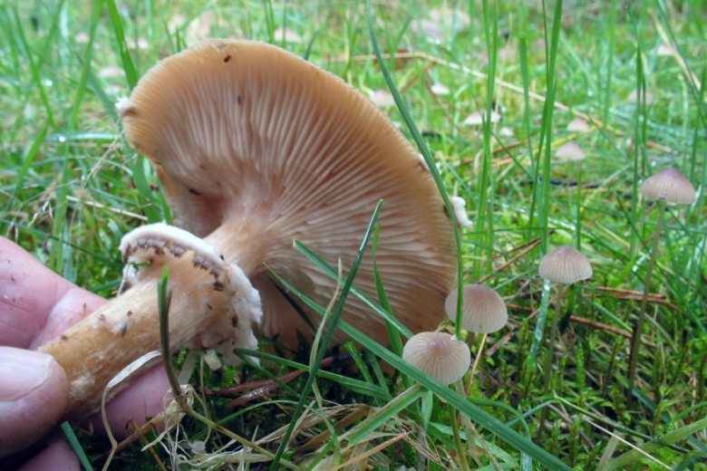 Armillaria Gallica