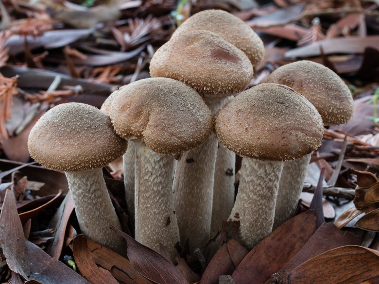 Ризоморфы опенка