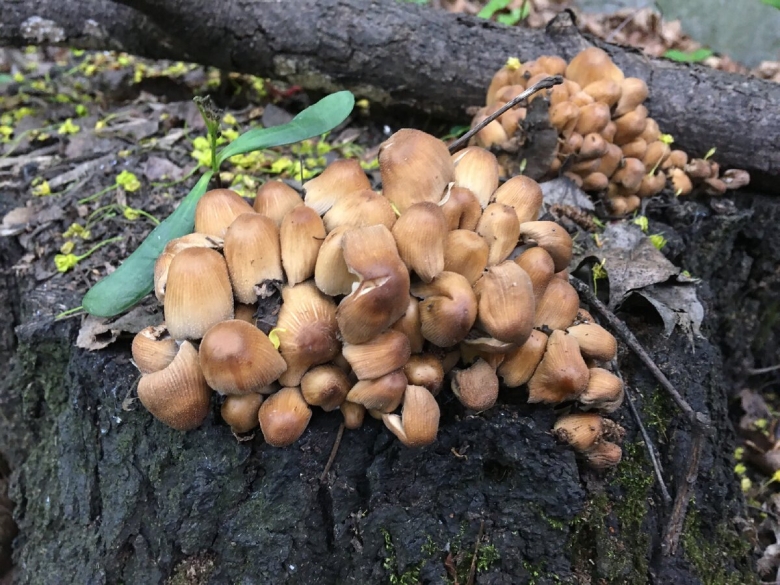 Прогноз грибов в Горьковском районе