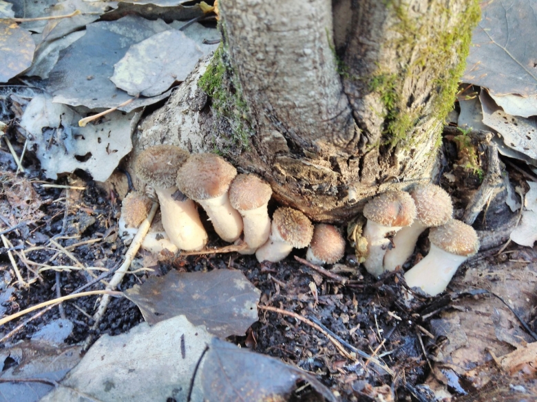 Опята в лесу