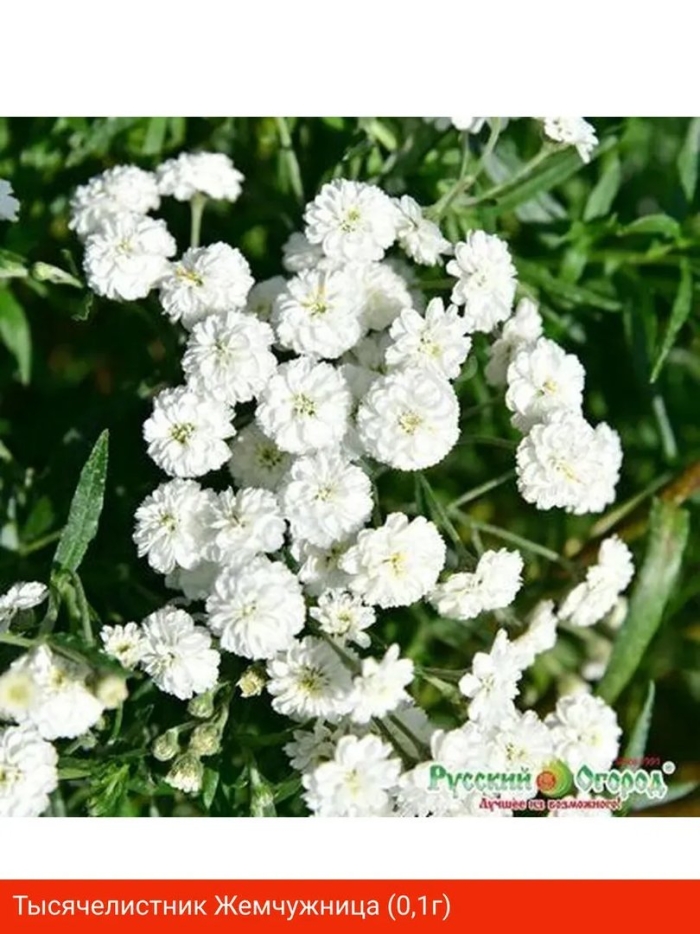 Тысячелистник птармика белый жемчуг