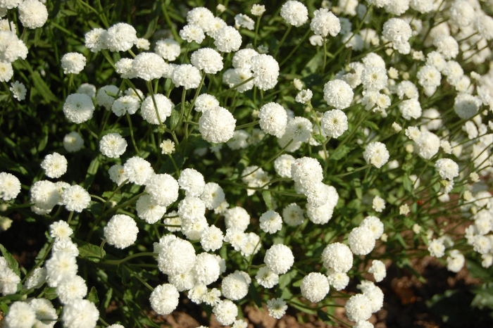 Achillea ptarmica diadem