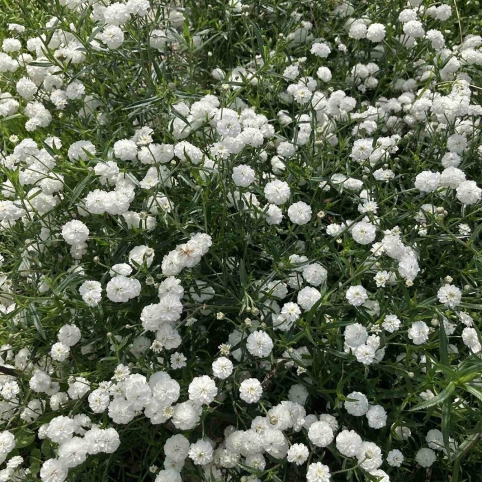 Тысячелистник птармика