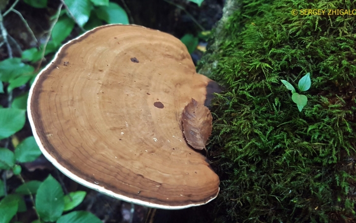 Плоский трутовик (ганодерма).
