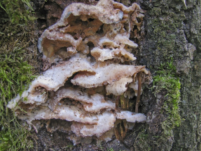 Трутовик каштановый съедобен