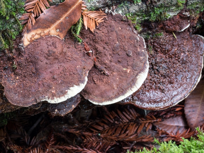 Меланопория каштановая