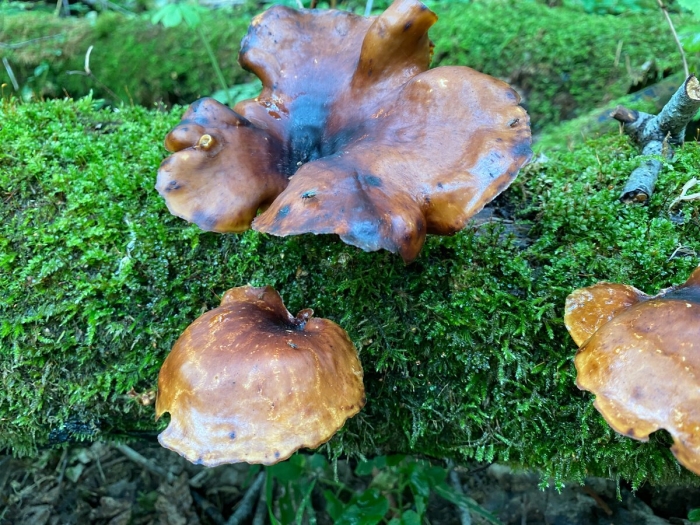 Трутовик каштановый