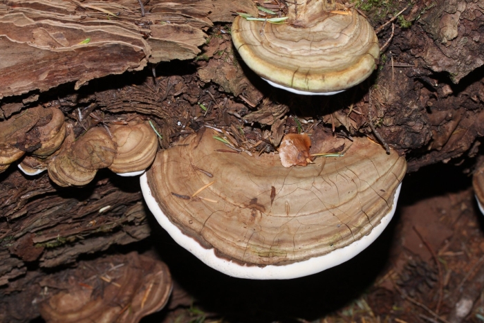 Трутовик (ganoderma applanatum )