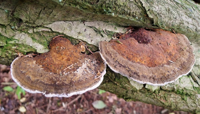 Daedaleopsis confragosa