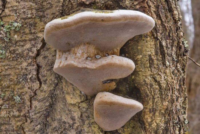 Трутовик ложный черноватый