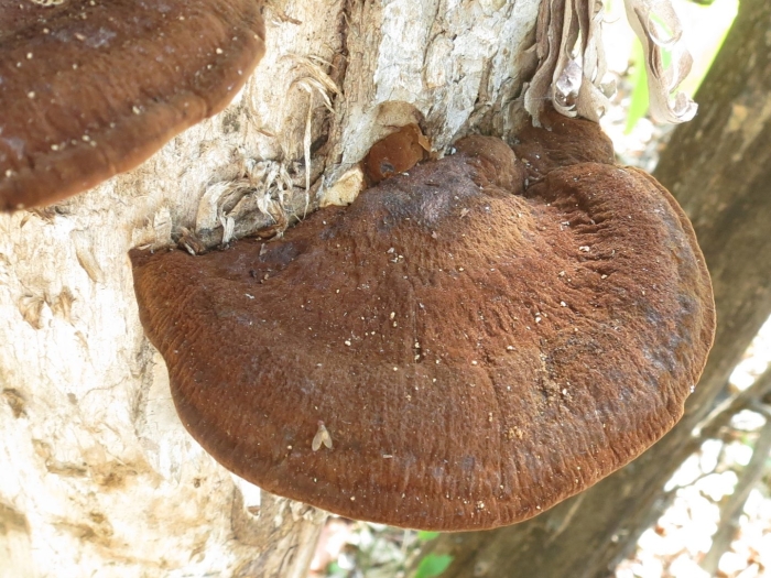 Ишнодерма смолистая