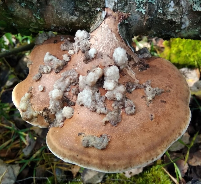 Piptoporus betulinus