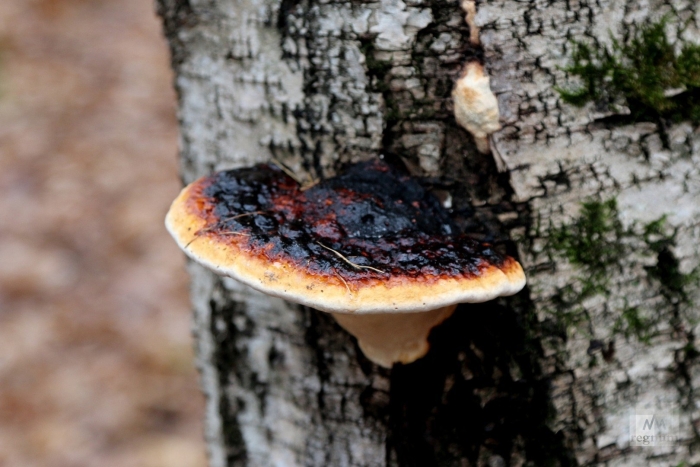 Fomitopsis pinicola