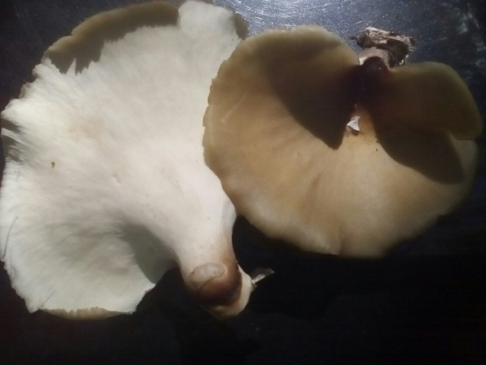 Трутовик овечий гриб