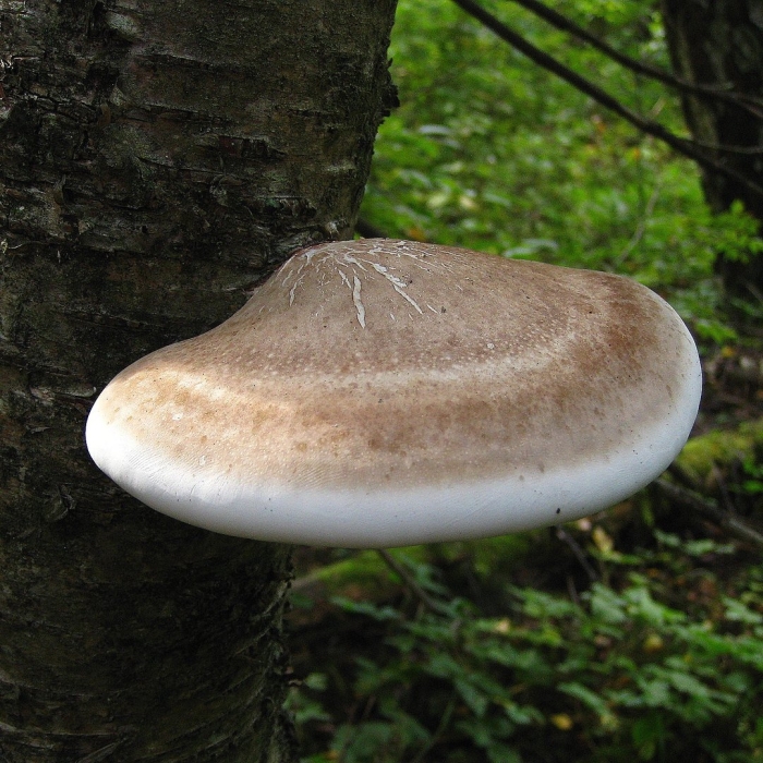 Piptoporus betulinus