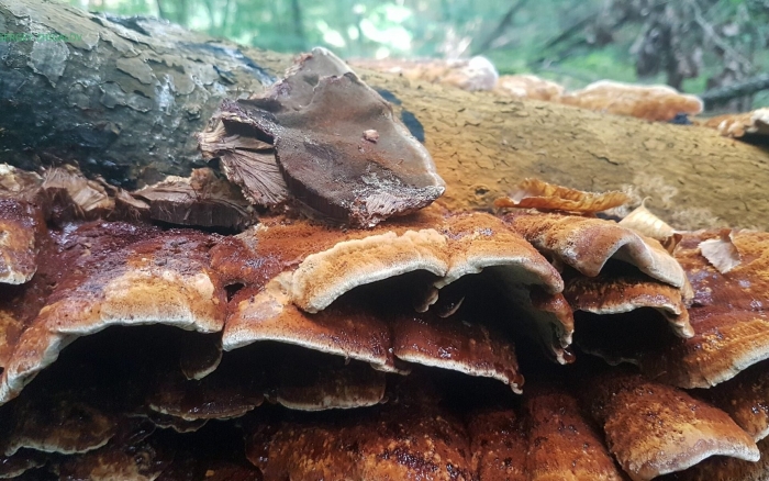 Гриб ишнодерма смолистая