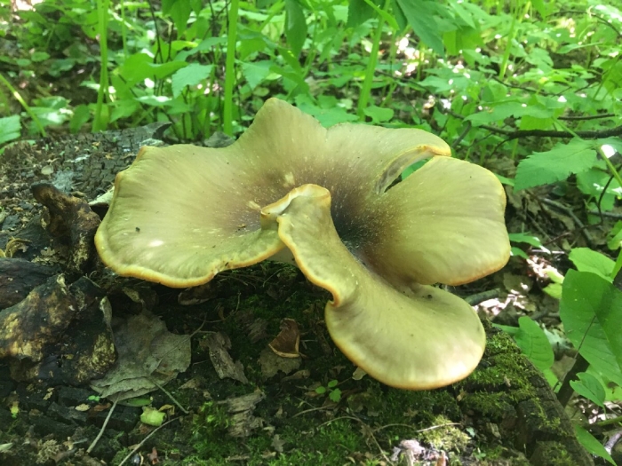 Вёшенка лимонная (pleurotus citrinopileatus)