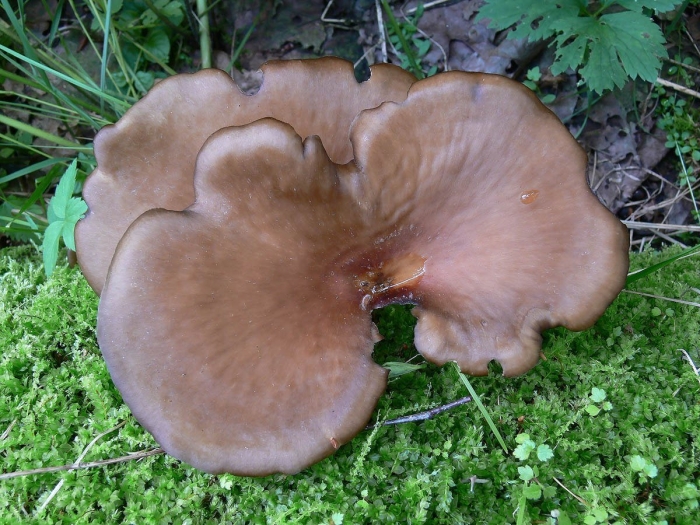 Polyporus badius