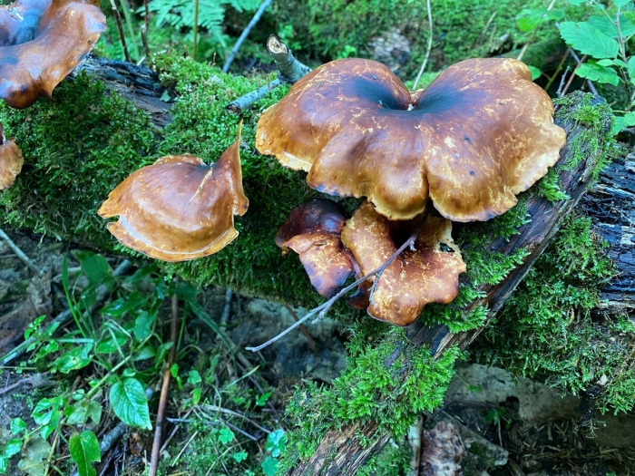 Гриб трутовик