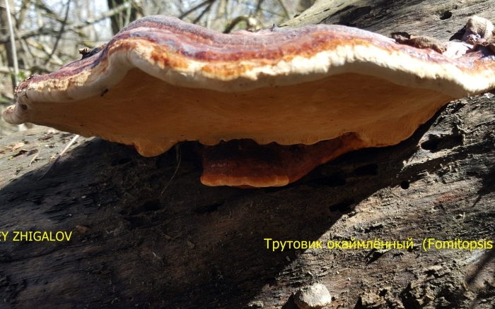 Гриб рейши трутовик лакированный