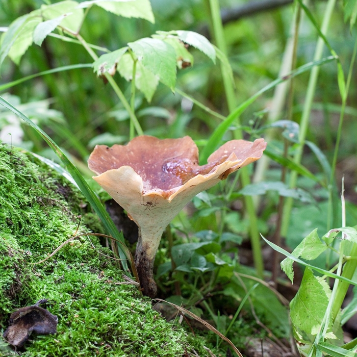 Трутовик каштановый