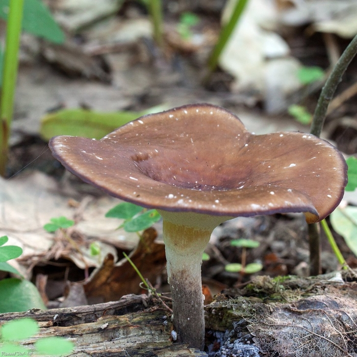 Полипорус каштановый