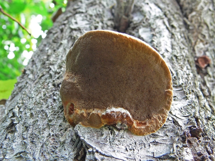Серпула плачущая домовый гриб