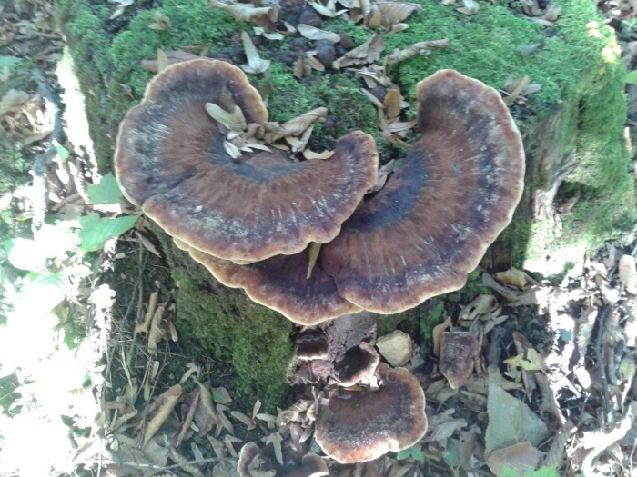 Трутовик смолистый