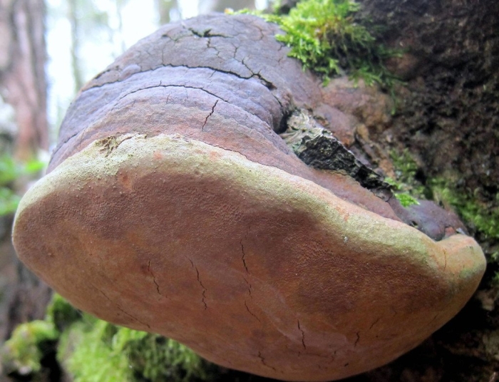 Трутовик ложный дубовый - phellinus robustus