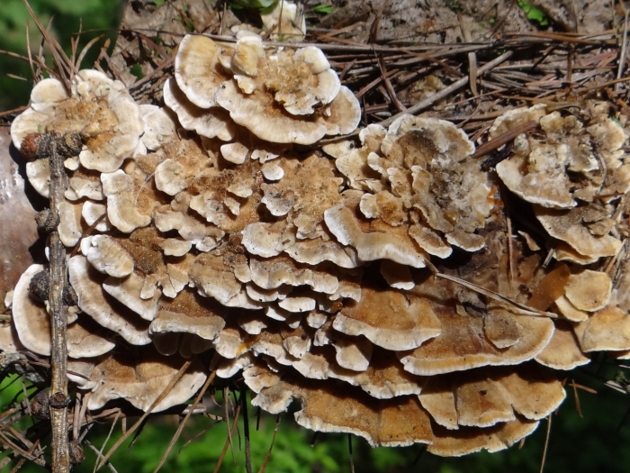 Trametes versicolor