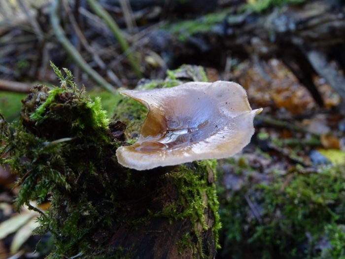 Трутовик майский polyporus ciliatus