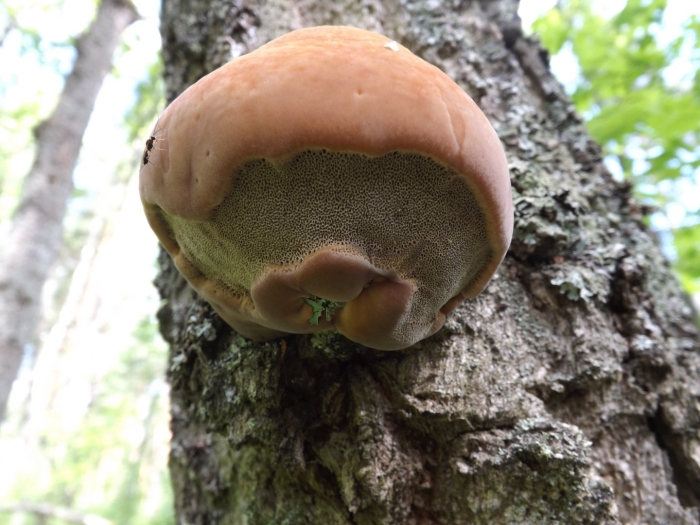 Трутовик ложный