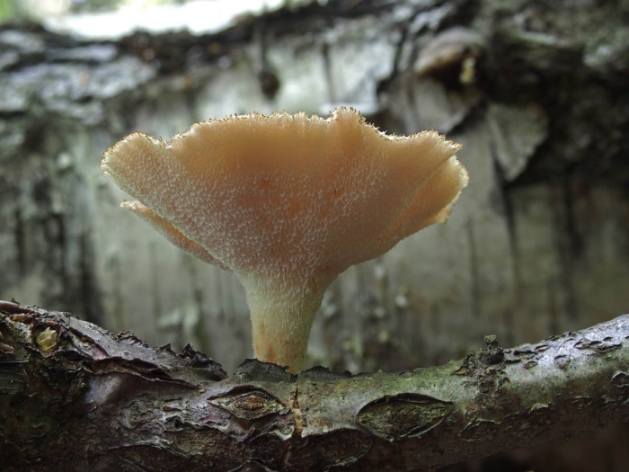 Полипорус клубненосный polyporus tuberaster