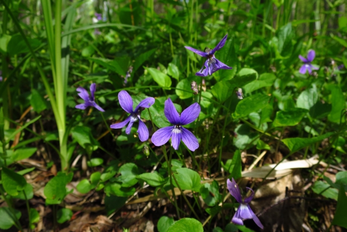 Фиалка топяная viola uliginosa