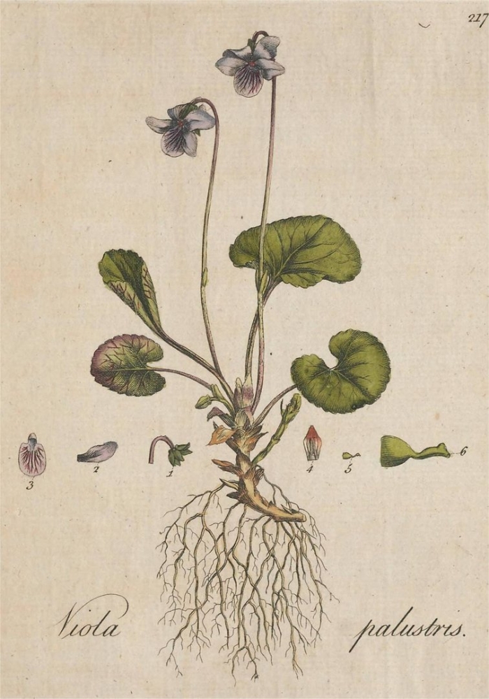 Viola odorata ботаническая иллюстрация