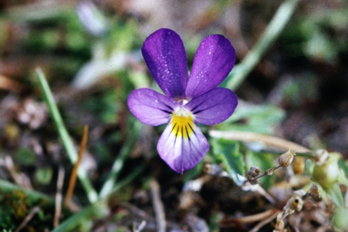 Фиалка трёхцветная лесная