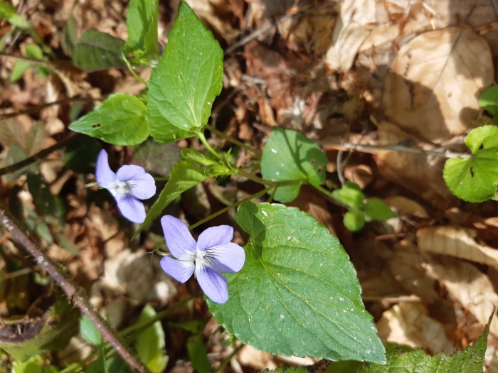 Фиалка собачья viola canina