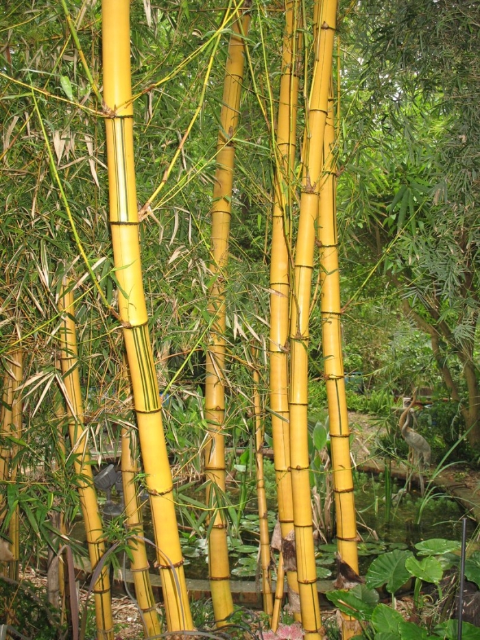 Бамбук phyllostachys aureosulcata aureocaulis